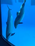名古屋港水族館に投稿された画像（2026/6/11）