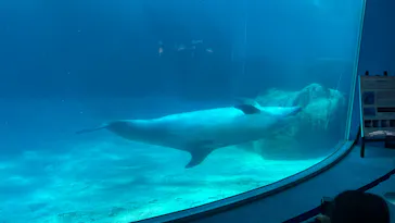 名古屋港水族館に投稿された画像（2026/6/11）