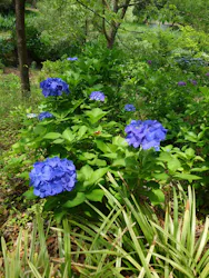 京成バラ園に投稿された画像（2026/6/11）