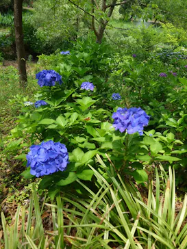 京成バラ園に投稿された画像（2026/6/11）