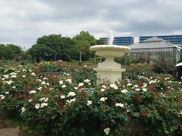 京成バラ園に投稿された画像（2026/6/11）