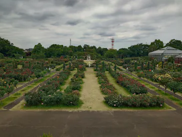 京成バラ園に投稿された画像（2026/6/11）