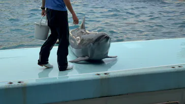 越前松島水族館に投稿された画像（2026/6/11）