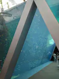 環境水族館アクアマリンふくしまに投稿された画像（2026/6/11）