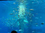 沖縄美ら海水族館に投稿された画像（2026/6/11）