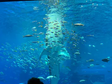 沖縄美ら海水族館に投稿された画像（2026/6/11）