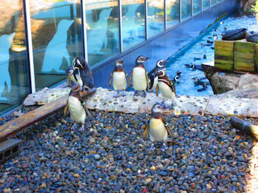 上越市立水族博物館 うみがたりに投稿された画像（2026/6/11）