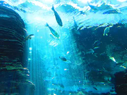 上越市立水族博物館 うみがたりに投稿された画像（2026/6/11）