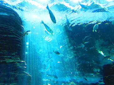 上越市立水族博物館 うみがたりに投稿された画像（2026/6/11）