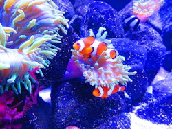 上越市立水族博物館 うみがたりに投稿された画像（2026/6/11）