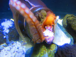 上越市立水族博物館 うみがたりに投稿された画像（2026/6/11）