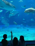 沖縄美ら海水族館に投稿された画像（2026/6/11）