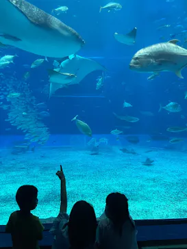 沖縄美ら海水族館に投稿された画像（2026/6/11）