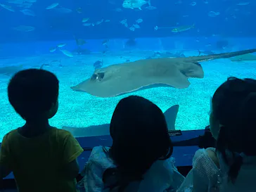 沖縄美ら海水族館に投稿された画像（2026/6/11）