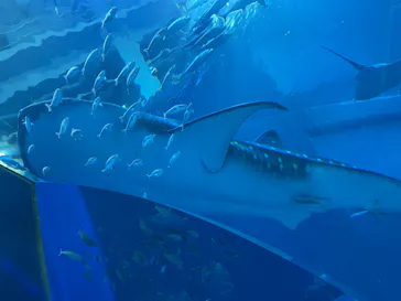 沖縄美ら海水族館に投稿された画像（2026/6/11）