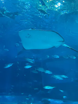 沖縄美ら海水族館に投稿された画像（2026/6/11）
