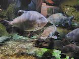 しながわ水族館に投稿された画像（2026/6/11）