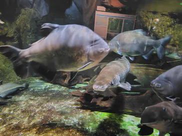 しながわ水族館に投稿された画像（2026/6/11）