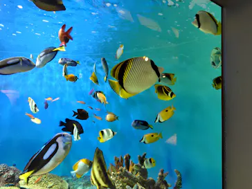 しながわ水族館に投稿された画像（2026/6/11）