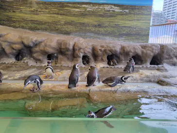しながわ水族館に投稿された画像（2026/6/11）