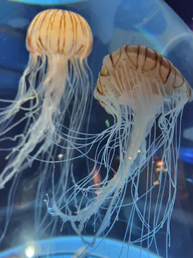 しながわ水族館に投稿された画像（2026/6/11）