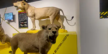 特別展「超危険生物展　科学で挑む生き物の本気」に投稿された画像（2026/6/11）