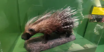 特別展「超危険生物展　科学で挑む生き物の本気」に投稿された画像（2026/6/11）