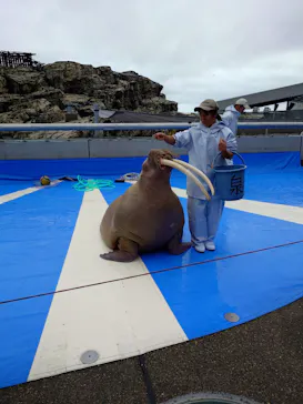 大分マリーンパレス水族館 「うみたまご」に投稿された画像（2026/6/11）