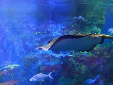 大分マリーンパレス水族館 「うみたまご」に投稿された画像（2026/6/11）