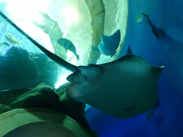 大分マリーンパレス水族館 「うみたまご」に投稿された画像（2026/6/11）