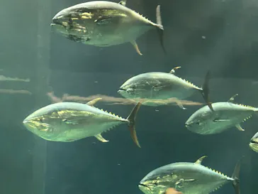葛西臨海水族園に投稿された画像（2026/6/11）