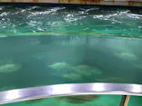 城崎マリンワールドに投稿された画像（2026/6/12）