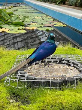 掛川花鳥園に投稿された画像（2026/6/12）