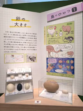 特別展「鳥 ～ゲノム解析が解き明かす新しい鳥類の系統～」に投稿された画像（2026/6/12）