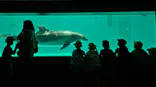 しながわ水族館に投稿された画像（2026/6/12）