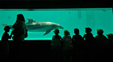 しながわ水族館に投稿された画像（2026/6/12）