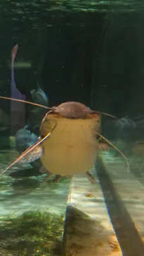 しながわ水族館に投稿された画像（2026/6/12）