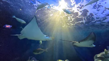 しながわ水族館に投稿された画像（2026/6/12）