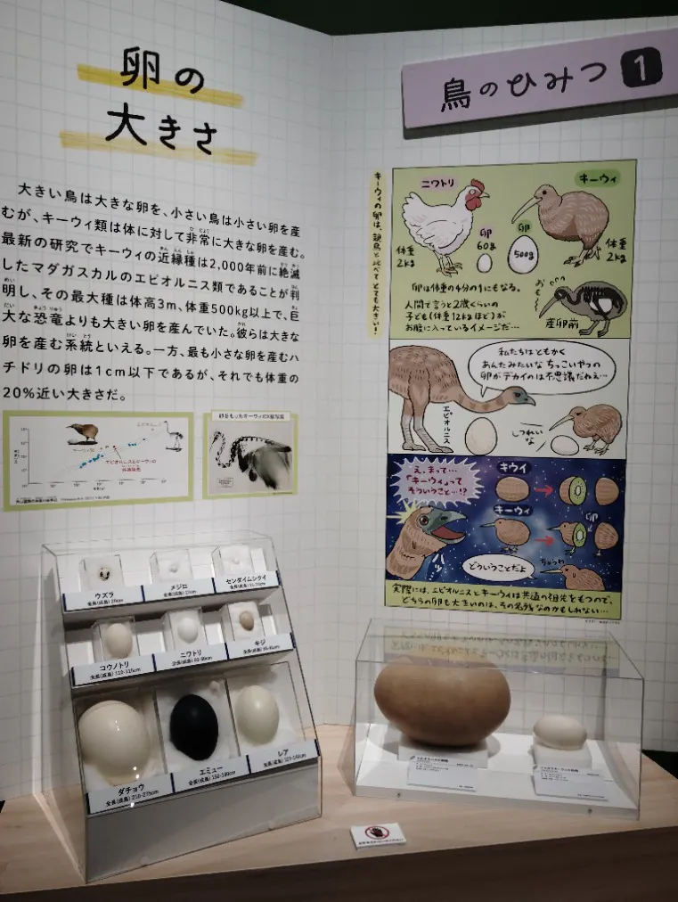 特別展「鳥 ～ゲノム解析が解き明かす新しい鳥類の系統～」の口コミ