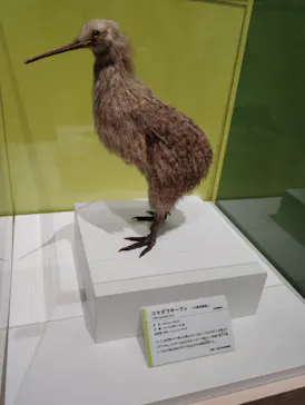 特別展「鳥 ～ゲノム解析が解き明かす新しい鳥類の系統～」に投稿された画像（2026/6/12）
