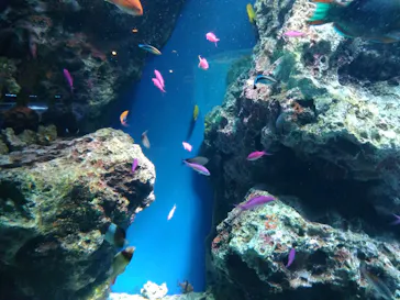 マクセル アクアパーク品川に投稿された画像（2026/6/12）