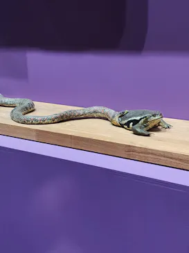 特別展「超危険生物展　科学で挑む生き物の本気」に投稿された画像（2026/6/12）