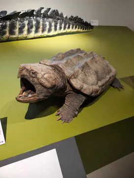 特別展「超危険生物展　科学で挑む生き物の本気」に投稿された画像（2026/6/12）
