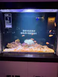 横浜開運水族館 フォーチュンアクアリウムに投稿された画像（2026/6/12）