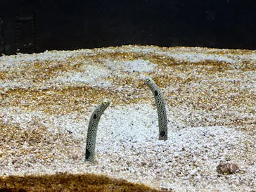 横浜開運水族館 フォーチュンアクアリウムに投稿された画像（2026/6/12）