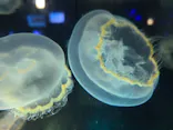 名古屋港水族館に投稿された画像（2026/6/12）