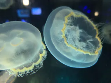 名古屋港水族館に投稿された画像（2026/6/12）