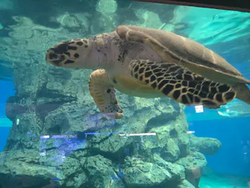 名古屋港水族館に投稿された画像（2026/6/12）