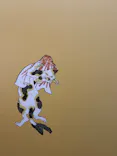 歌川国芳展－奇才絵師の魔力に投稿された画像（2026/6/12）