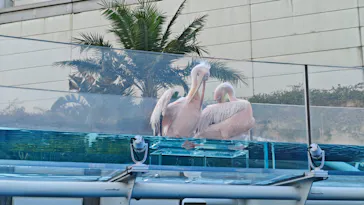 サンシャイン水族館に投稿された画像（2026/6/12）